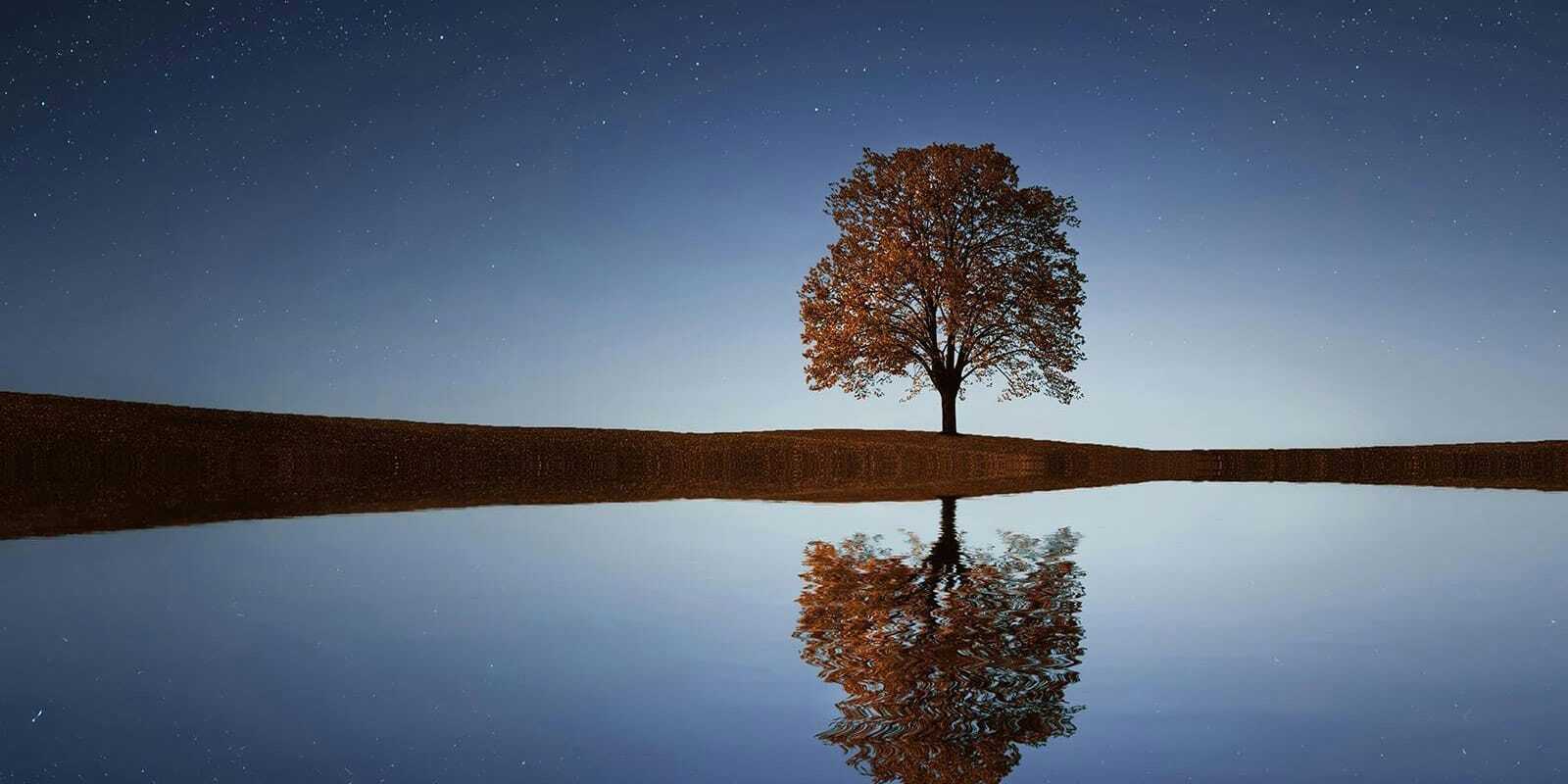 solo-tree-night-reflection-1600
